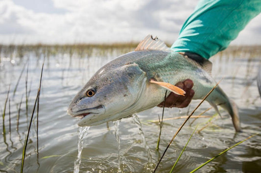 Fly Fishing the Low Country in the Fall: An Angler's Paradise