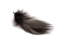 MALLARD BARRED FLANK Wapsi BLACK Fly Tying Rivers and Glen Trading Co